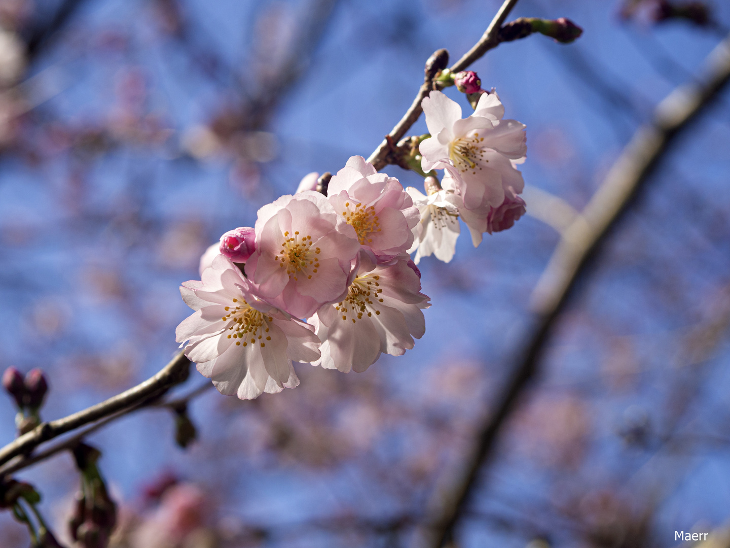 Y, por fin, llega la primavera con sus colores.