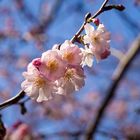 Y, por fin, llega la primavera con sus colores.