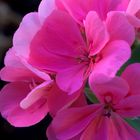 y todavia hay flores en Andalucía