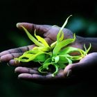 Y-Ylang die Blüte der aromatischen Öle