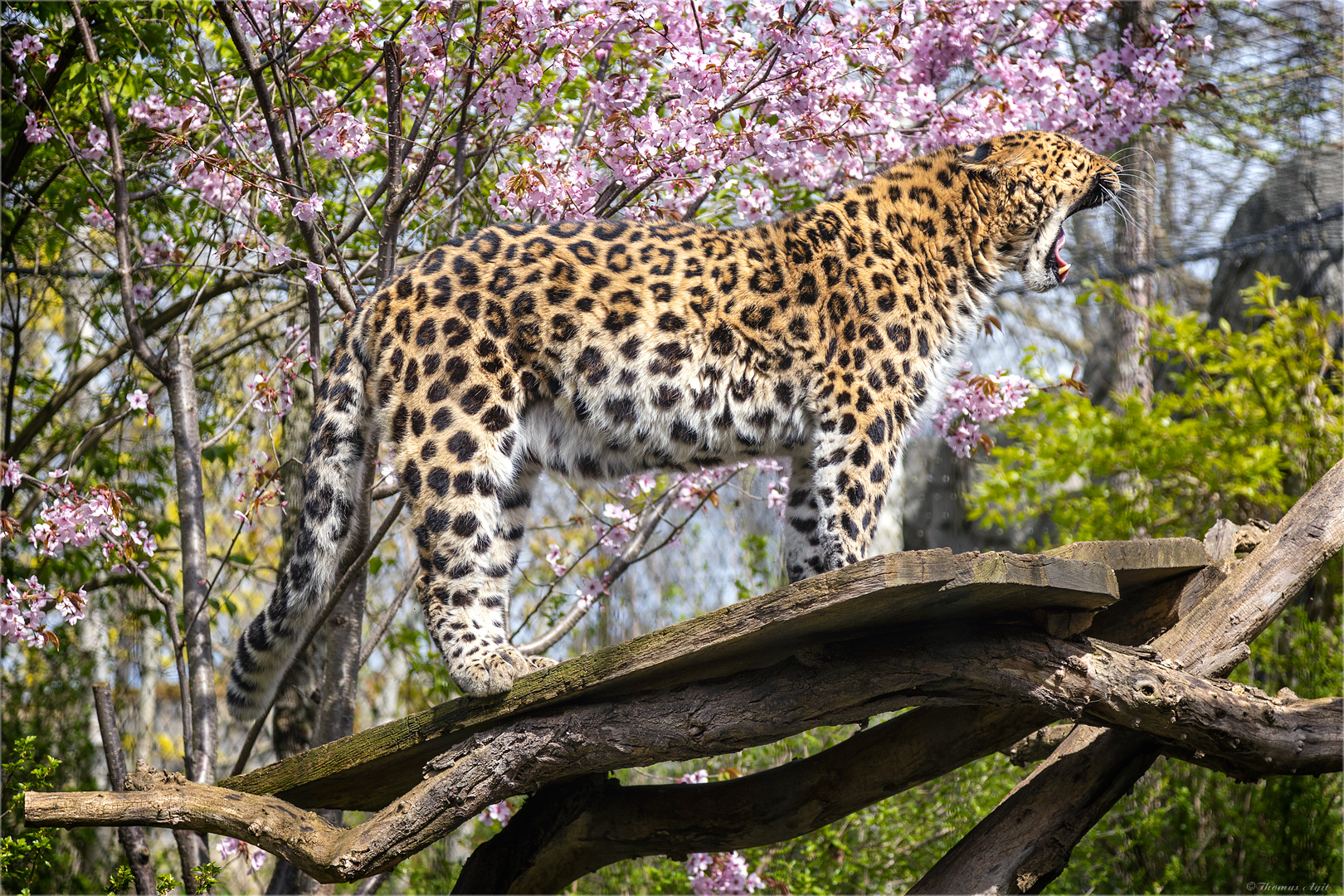 _Y2A3453-leopard