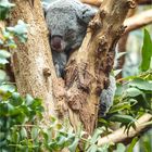 _Y2A3480-Koala2