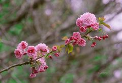 Ya es primavera!