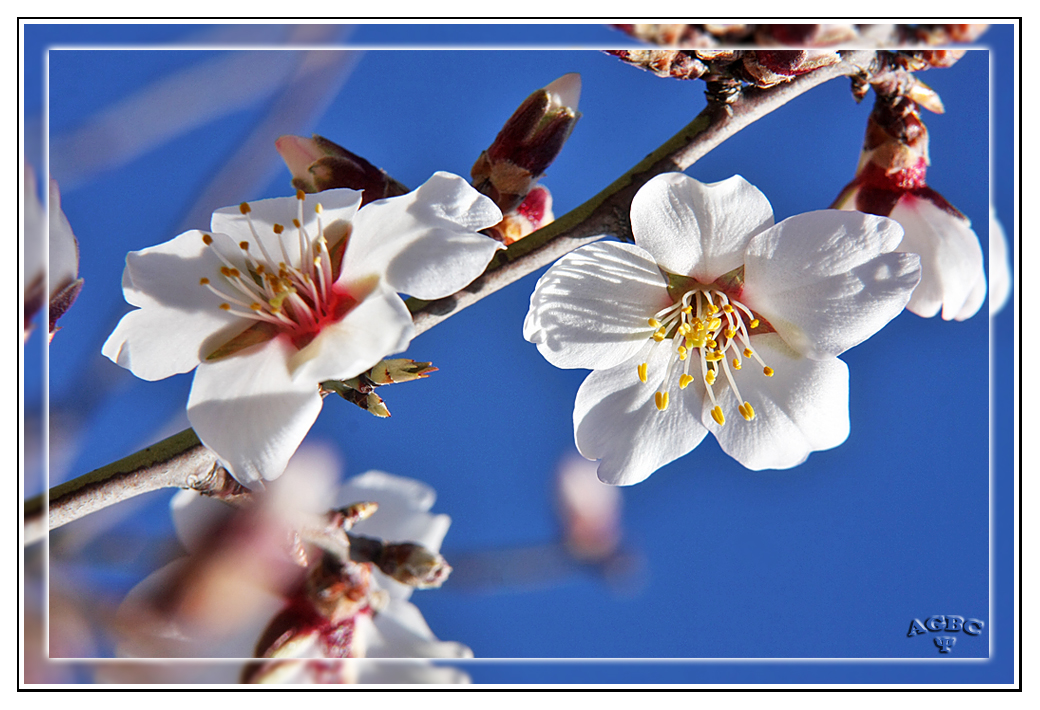 Ya han llegado las flores de Almendro