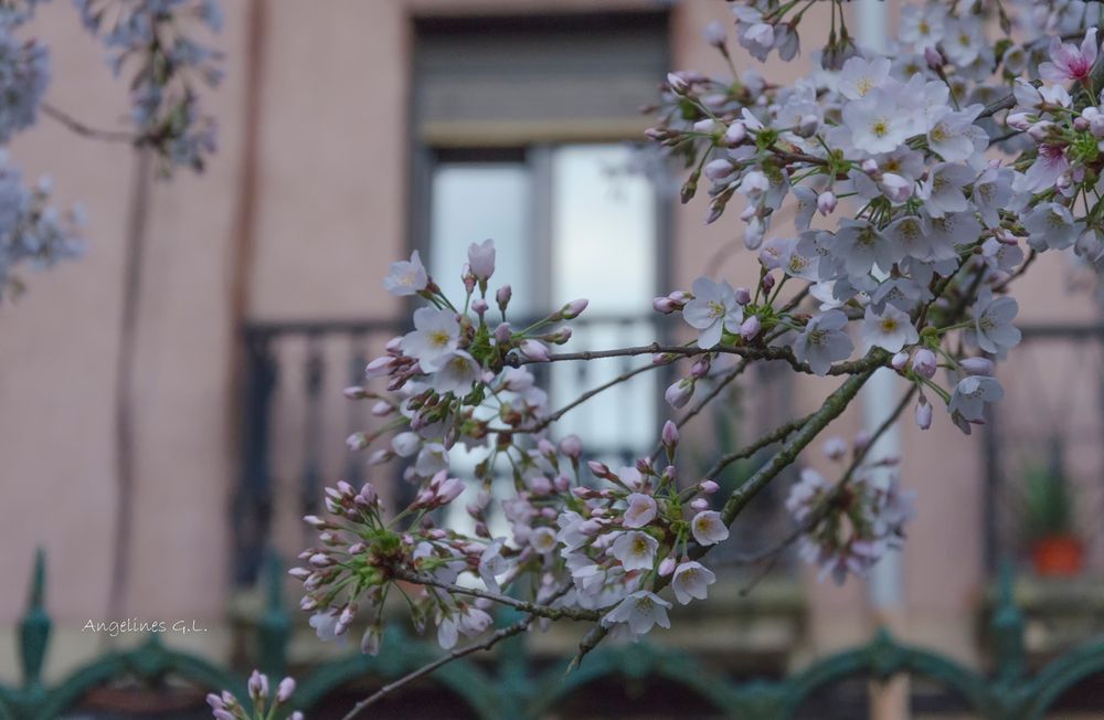 Ya huele a primavera