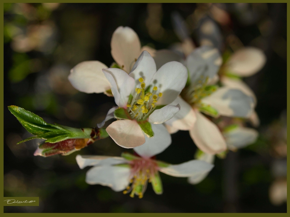 Ya llega la primavera