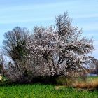 Ya llega la primavera !