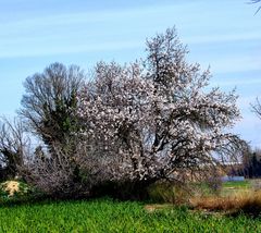 Ya llega la primavera !