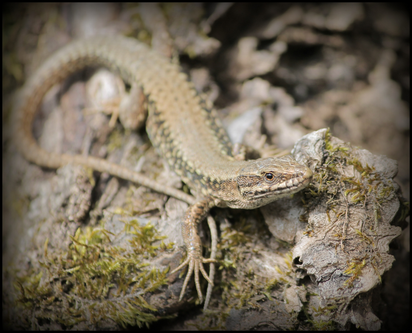 y'a pas d'lézard