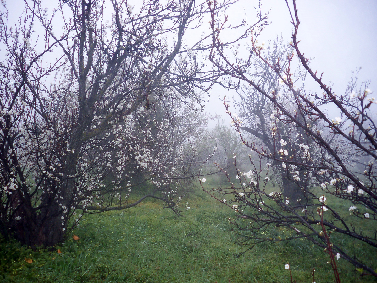 YA SE ACERCA LA PRIMAVERA I