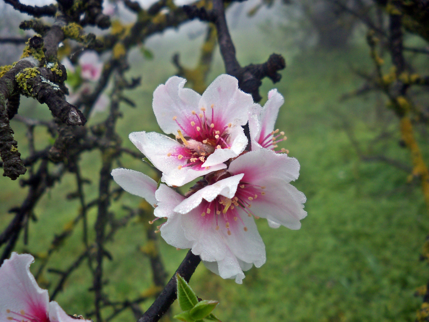 YA SE ACERCA LA PRIMAVERA II