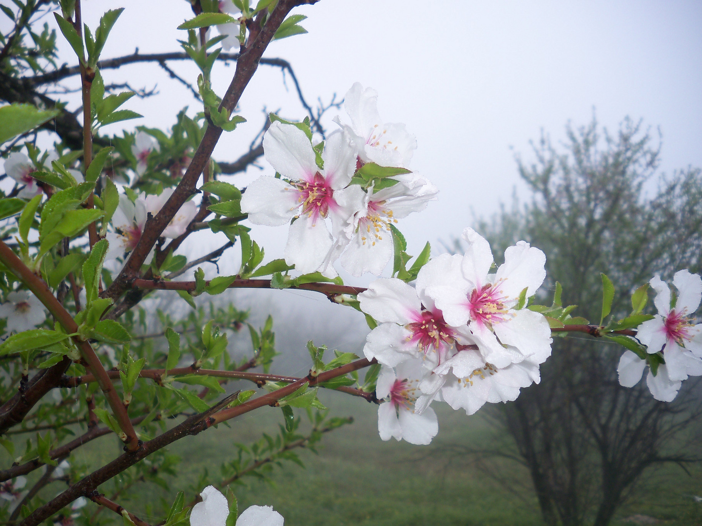 YA SE ACERCA LA PRIMAVERA III