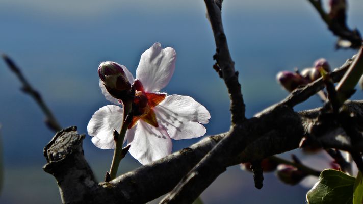 Ya se huele la Primavera-2