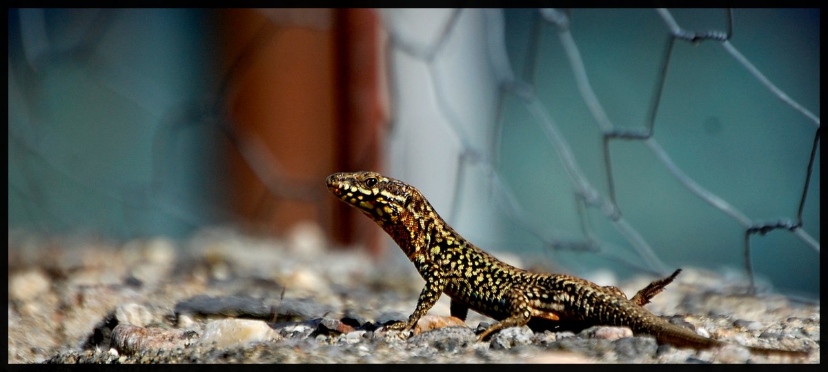 Y'a un Lezard ?