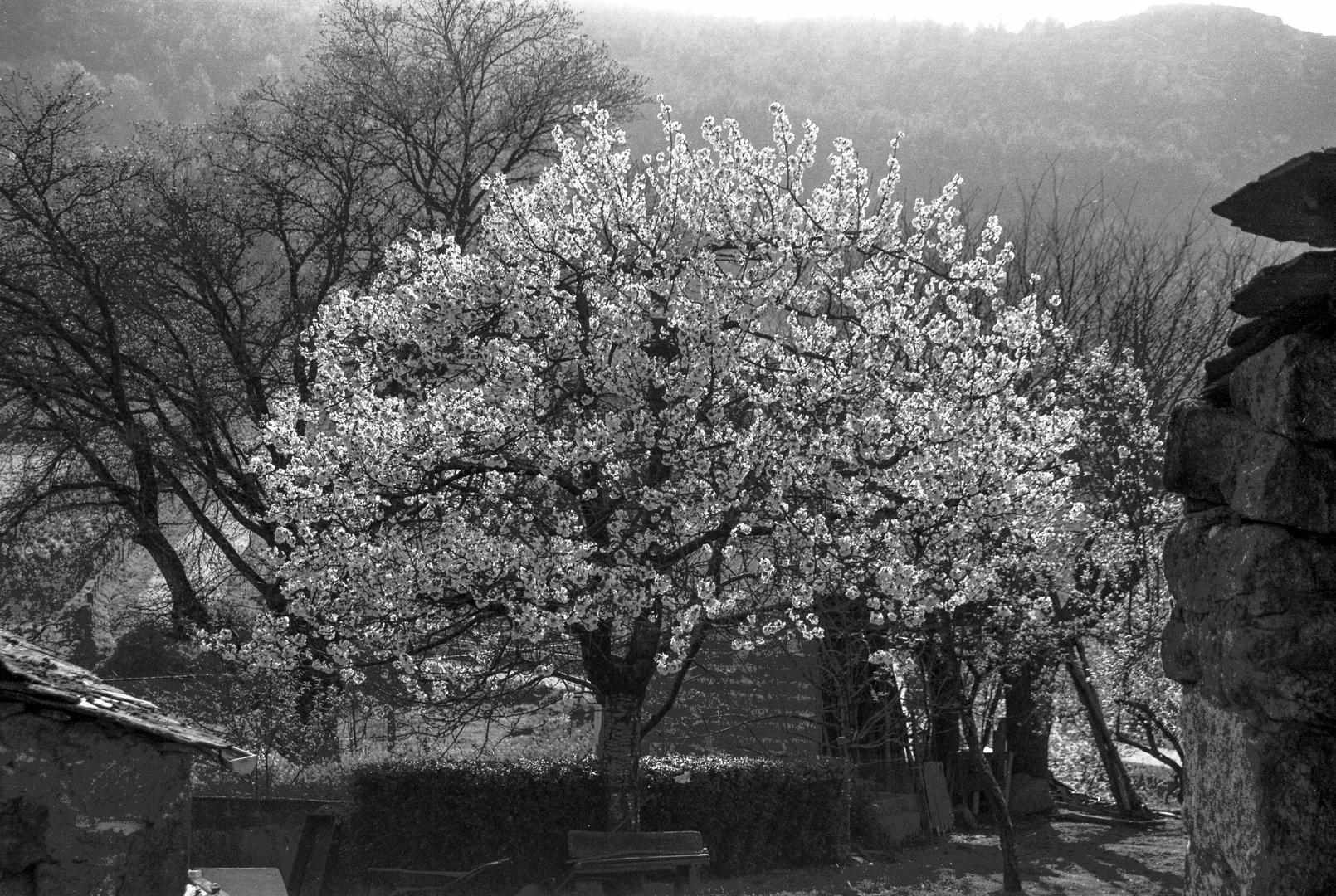 YA VIENE LA ESPLENDOROSA  PRIMAVERA