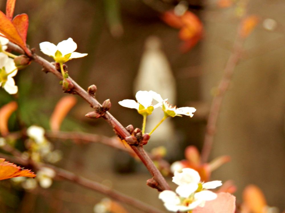 Ya viene la primavera