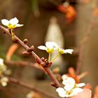 Ya viene la primavera