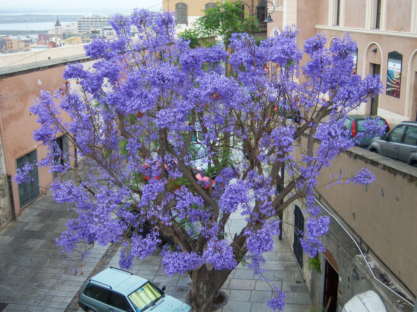 Yacaranda Baum -Cagliari Sardinien