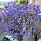 Yacaranda Baum -Cagliari Sardinien
