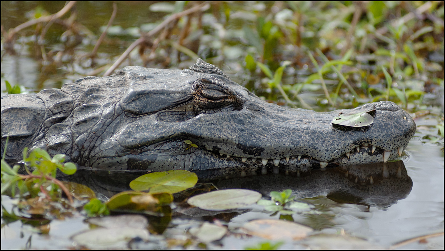 Yacare Caiman in the Esteros del Ibera, Argentina