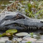 Yacare Caiman in the Esteros del Ibera, Argentina