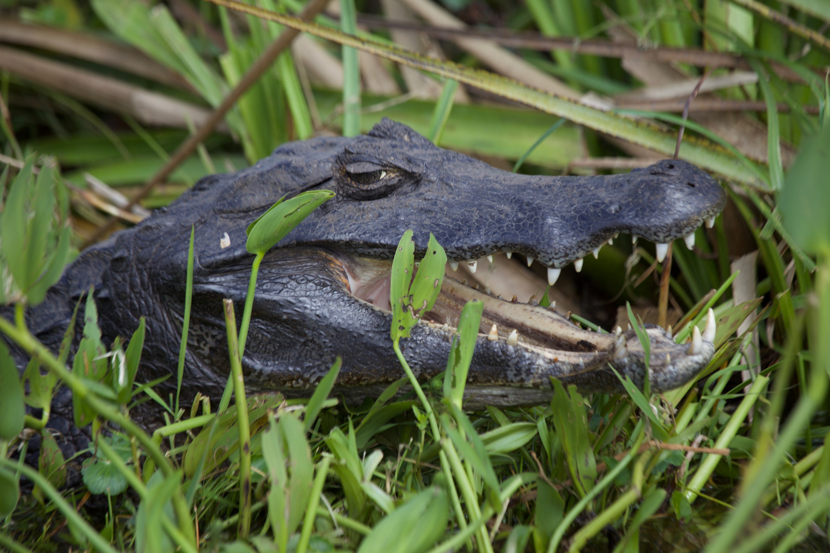 Yacare caiman ...  und zu Fuss unterwegs