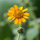 Yacón (Smallanthus sonchifolius).