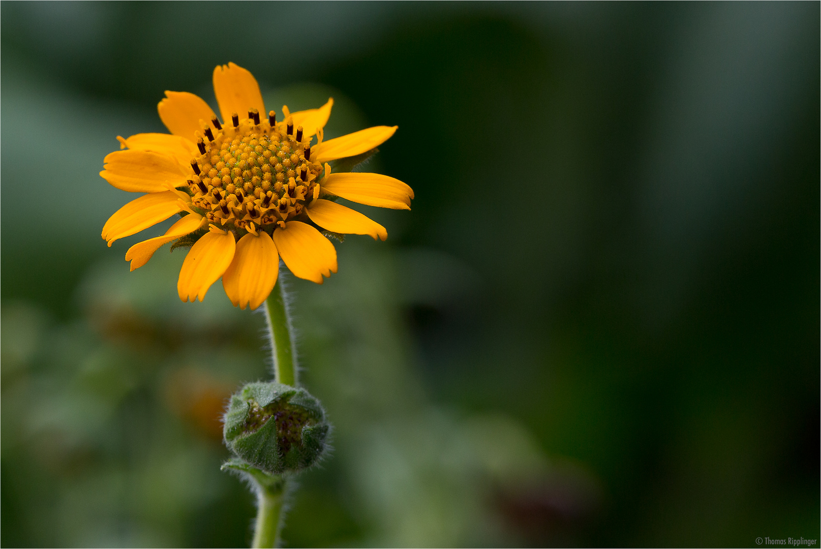 Yacón (Smallanthus sonchifolius)