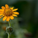 Yacón (Smallanthus sonchifolius)