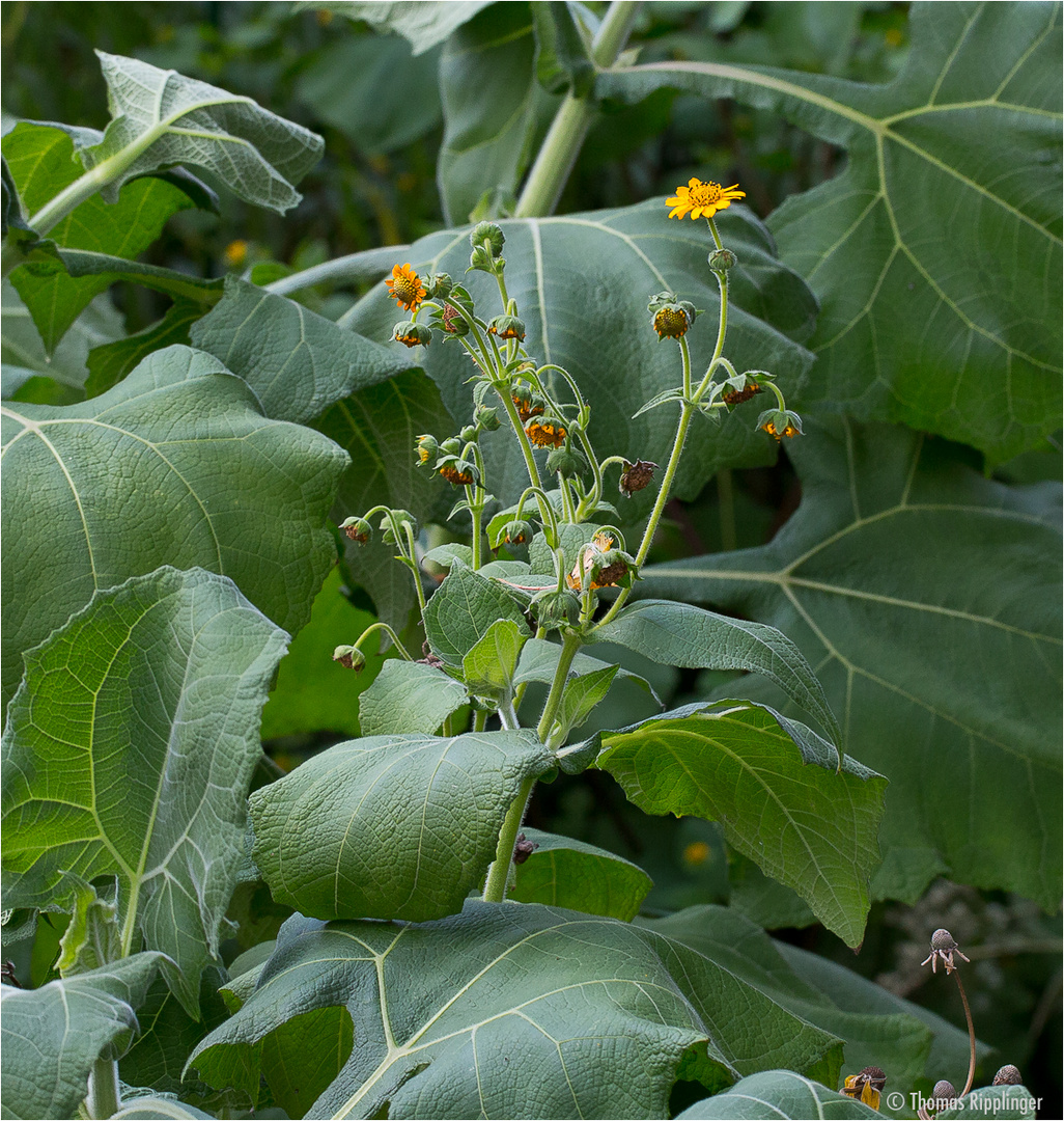 Yacón (Smallanthus sonchifolius)..