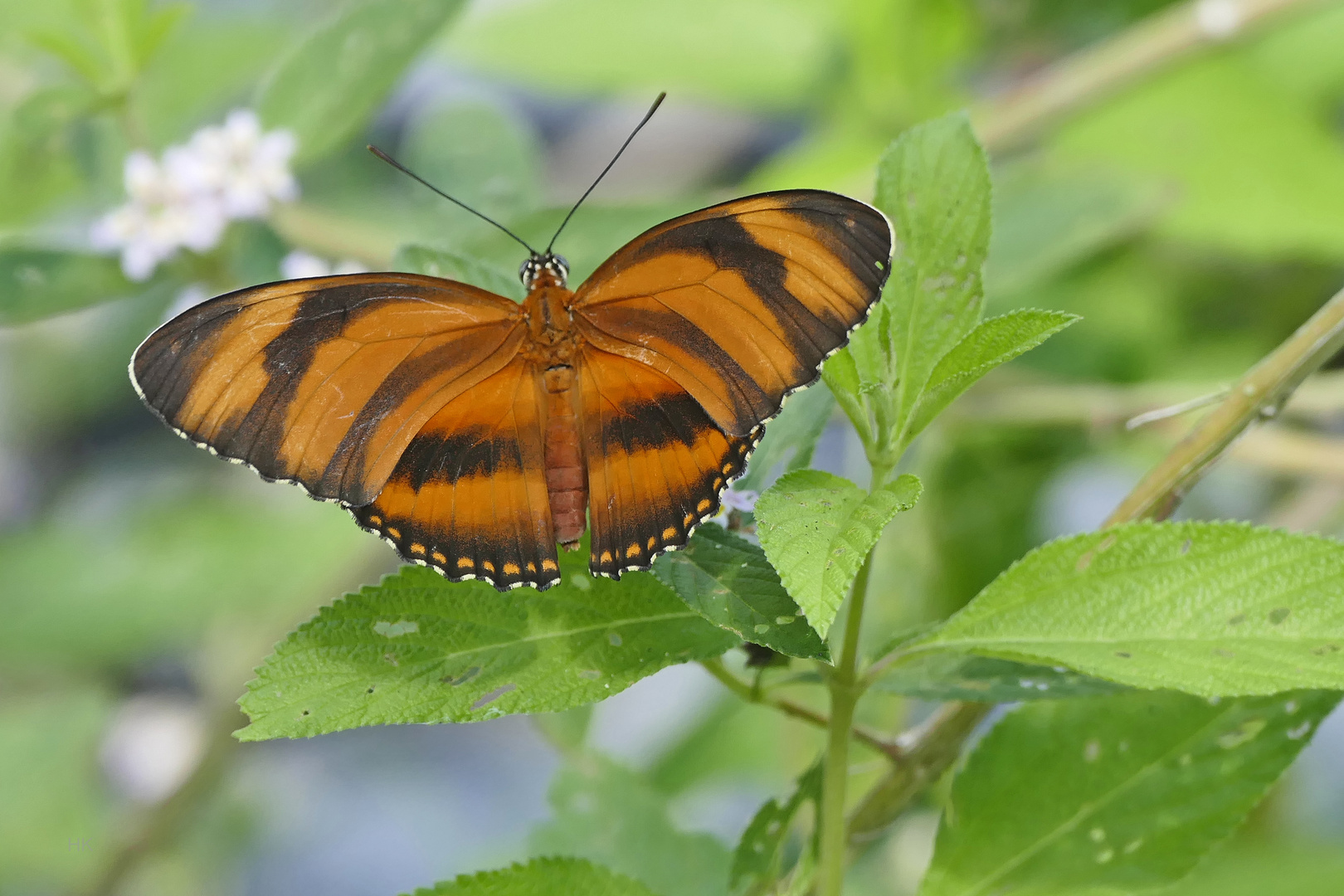 Yadula phaetusa, Banded Orange oder Orange Tiger