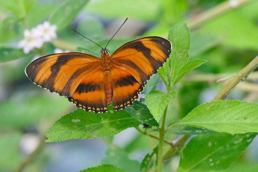 Yadula phaetusa, Banded Orange oder Orange Tiger