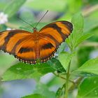 Yadula phaetusa, Banded Orange oder Orange Tiger