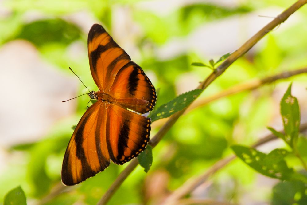 Yadula phaetusa, Banded Orange oder Orange Tiger.