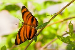 Yadula phaetusa, Banded Orange oder Orange Tiger.