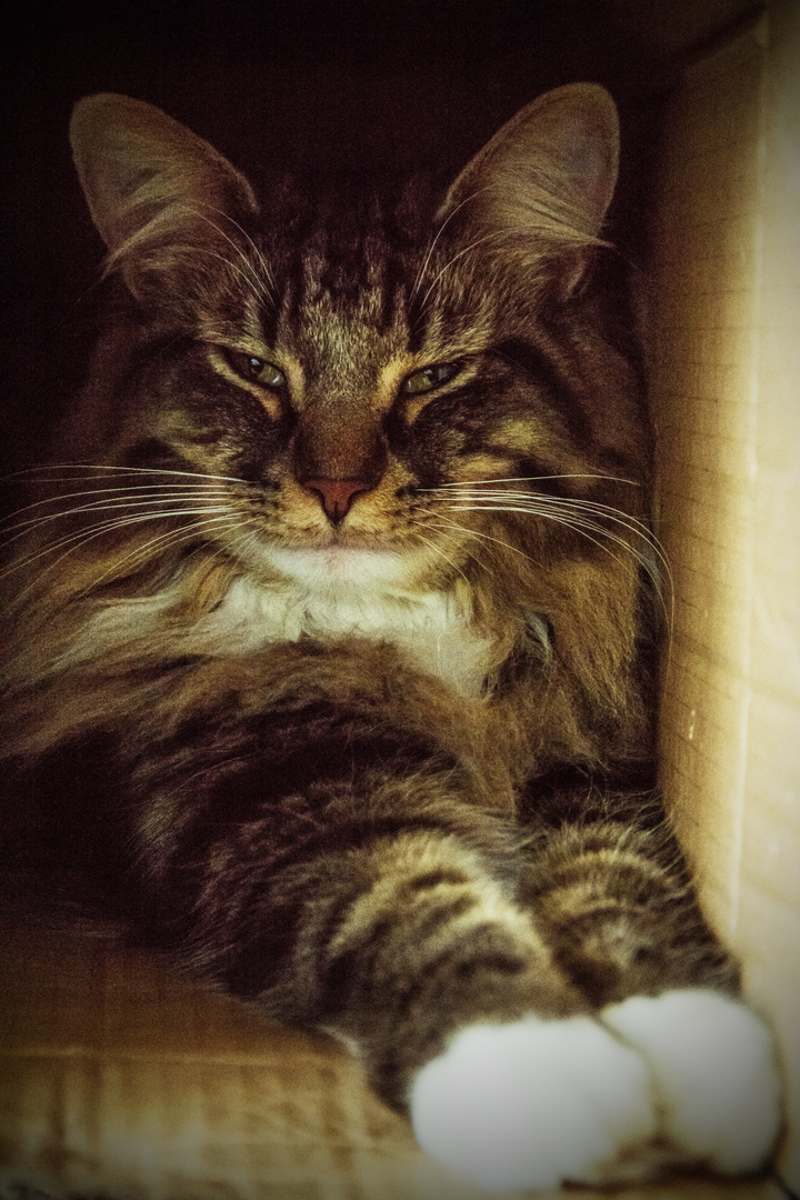 Yago in the Box