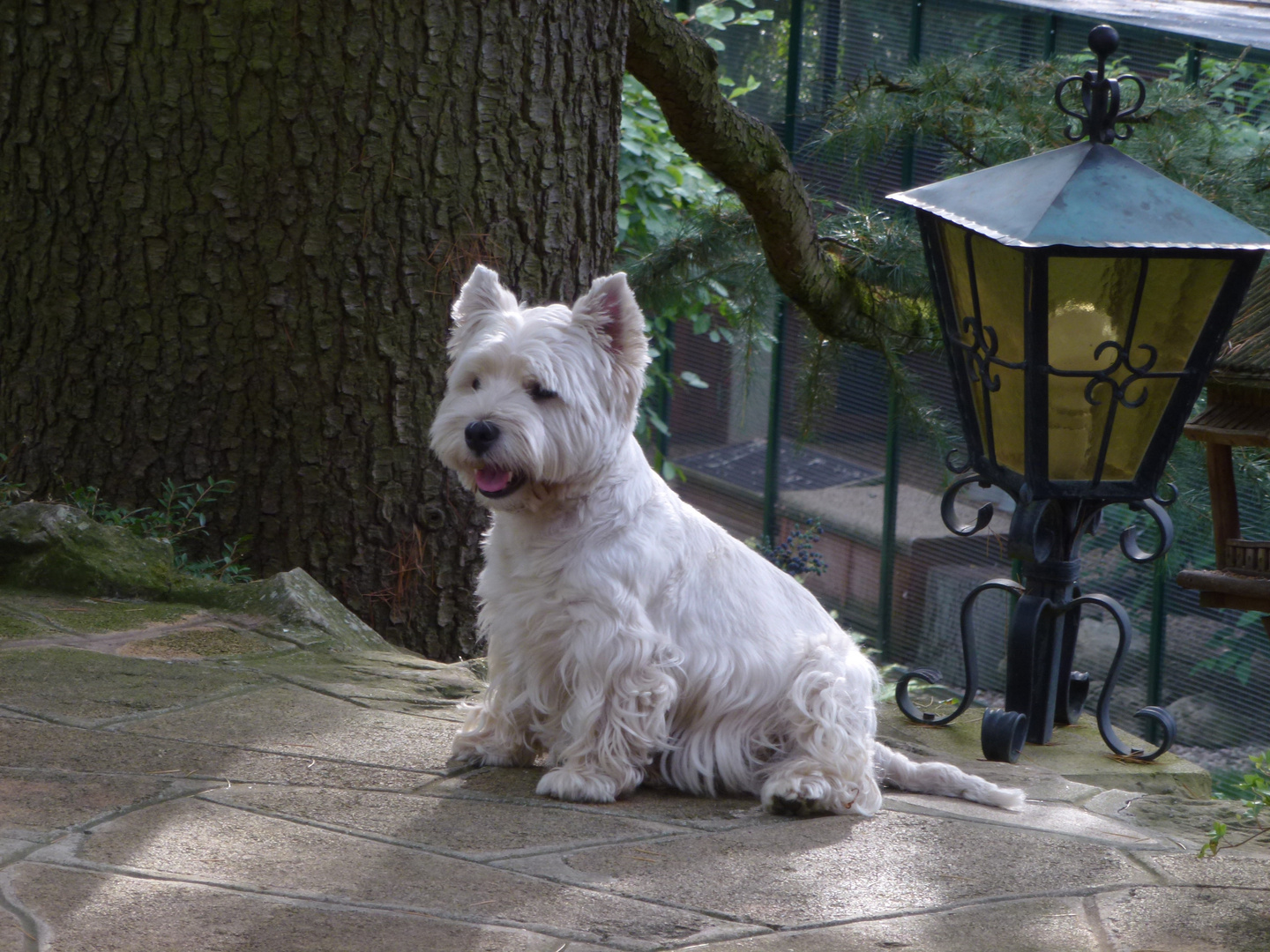 Yago, mein Westie !!!