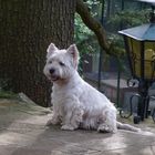 Yago, mein Westie !!!