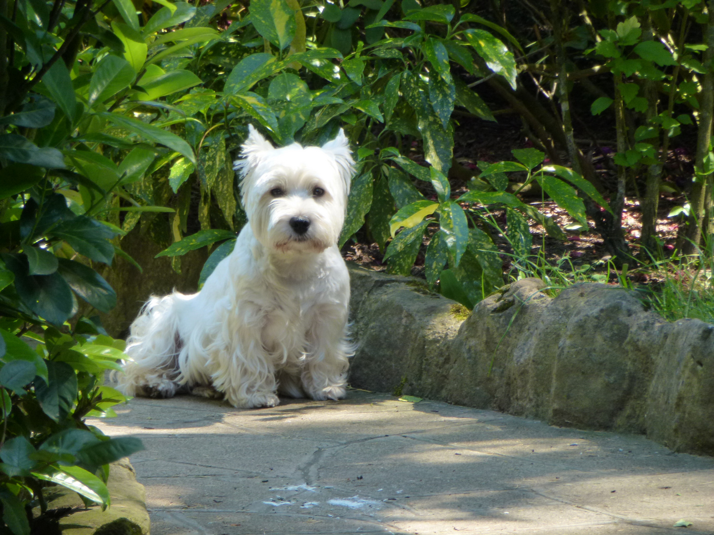 Yago...mein neuer kleiner Westie