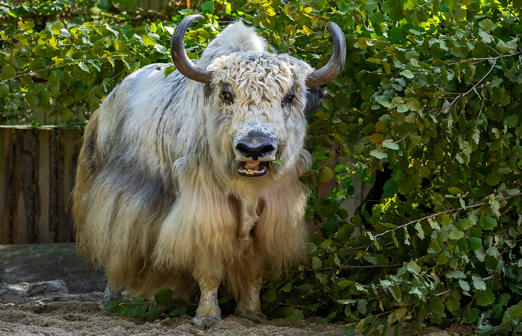 Yak 001 Foto & Bild deutschland, europe, nordrhein