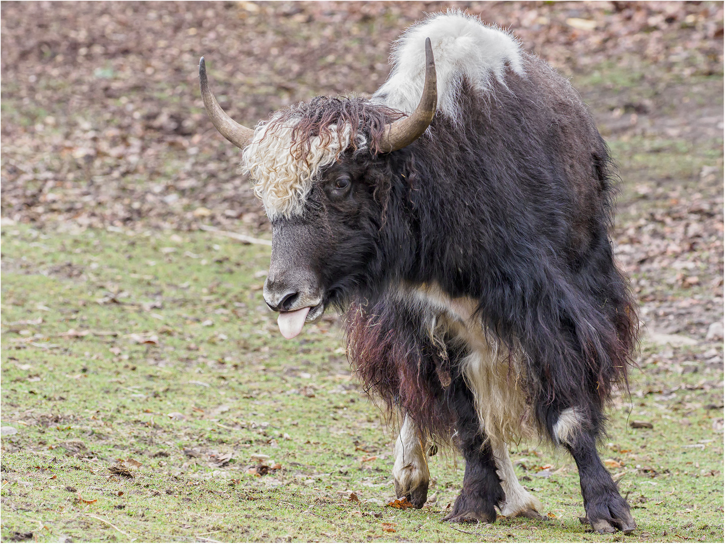 YAK