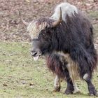 YAK