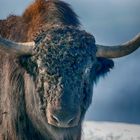 Yak