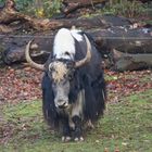 Yak (2019_12_05_7674_ji)