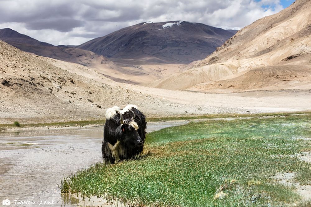 Yak