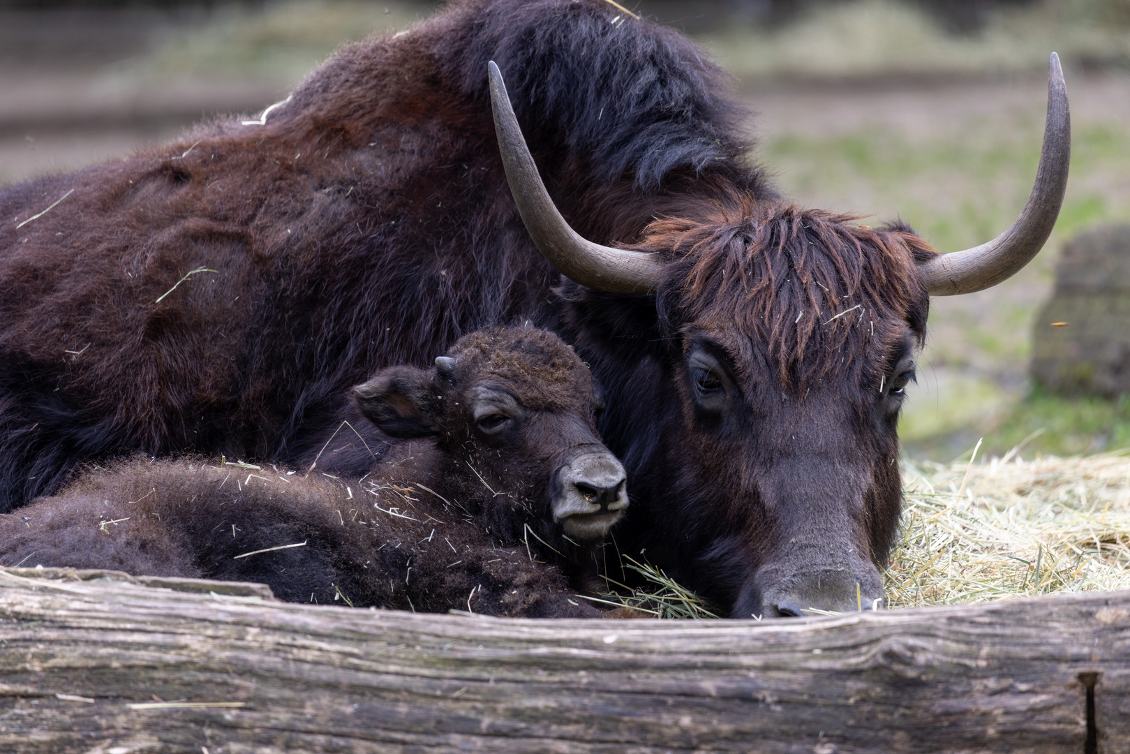 Yak