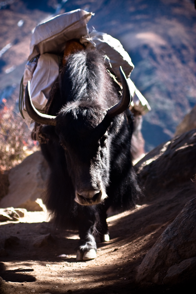 YAK