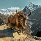 yak