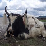 Yak