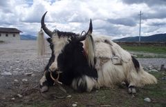 Yak